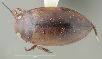 Media type: image;   Entomology 23903 Aspect: habitus dorsal view